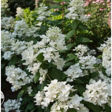 Гортензия метельчатая Вайт Диамонд (ОКС)