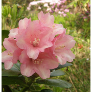 Рододендрон Виено (р9)