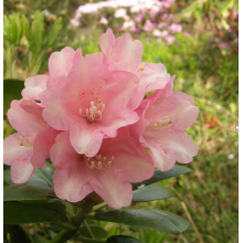 Рододендрон Виено (р9)