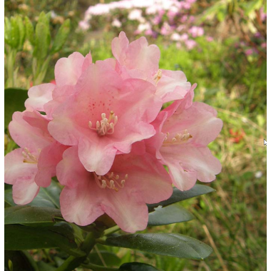 Рододендрон Виено (р9)