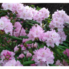 Рододендрон Визма (Р9)