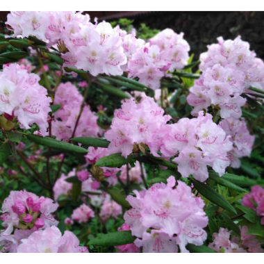 Рододендрон Визма (Р9)