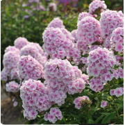 Флокс метельчатый Волшебная Флейта (р8)