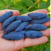 Жимолость плодовая Восторг (5 литров)