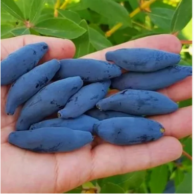 Жимолость плодовая Восторг (5 литров)