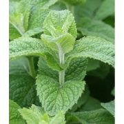 Мята яблочная Помо Петит (р9) май 2026