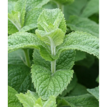 Мята яблочная Помо Петит (р9) май 2026