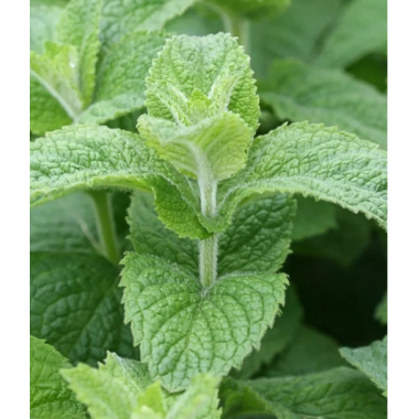 Мята яблочная Помо Петит (р9) май 2026