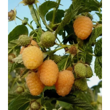 Малина Золотая Осень , ОКС