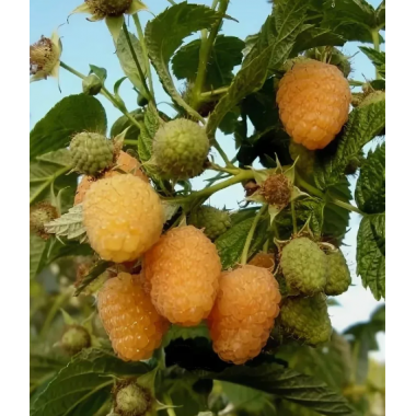 Малина Золотая Осень , ОКС