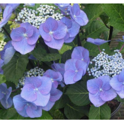 Гортензия крупнолистная Зорро (р9) май 26