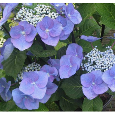 Гортензия крупнолистная Зорро (р9) май 26