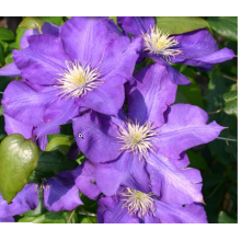 Клематис Леди Бетти Балфор (ОКС)