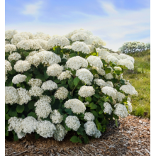 Гортензия древовидная Фловер Вау (р12) Гортензия древовидная Фловер Вау (р12)