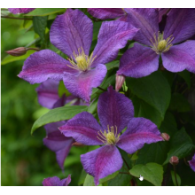 Клематис Гжеш (ОКС)