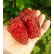 Малина Лячка (р9)