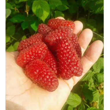 Малина Лячка (р9)