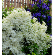 Клематис манчжурский (р9)