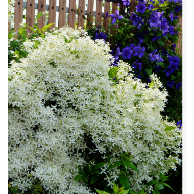 Клематис манчжурский (р9)