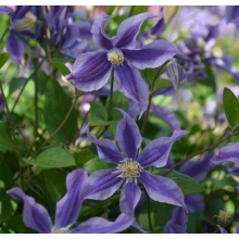 Клематис Мистик Ривер (ОКС)
