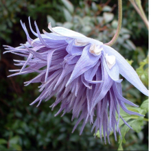 Клематис Океан Перл (ОКС) Клематис Океан Перл (ОКС)