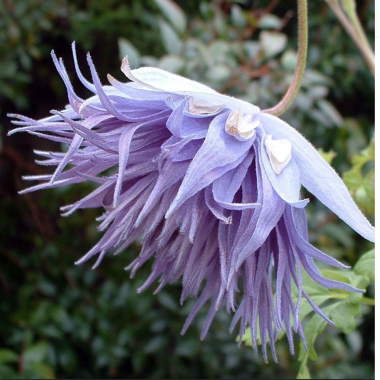 Клематис  Океан Перл (ОКС)