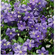 Клематис Перл Азур (ОКС)