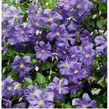 Клематис Перл Азур (ОКС)