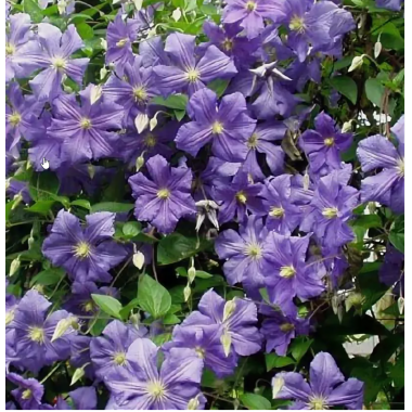 Клематис Перл Азур (ОКС)