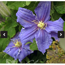 Клематис Фредерик Шопен (ОКС)