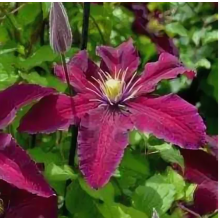 Клематис Стасик (ОКС)