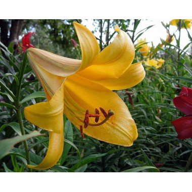 Луковица лилии Голден Сплендор (Трубчатые)