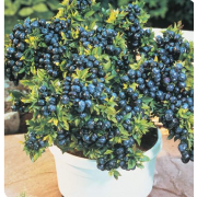 Голубика Алвар (р9)