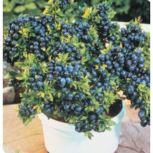 Голубика Алвар (р9) Голубика Алвар (р9)