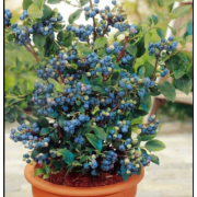 Голубика Арто (р9)