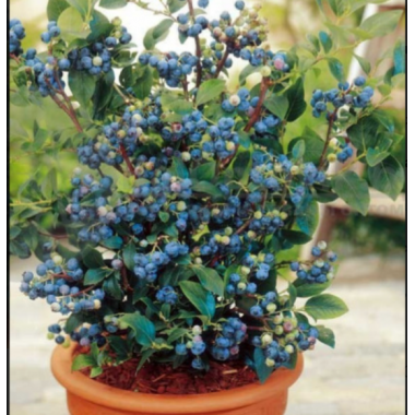 Голубика Арто (р9)