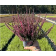 Вереск Денни (р12)