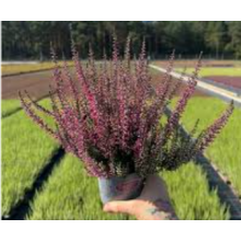 Вереск Денни (р12) Вереск Денни (р12)