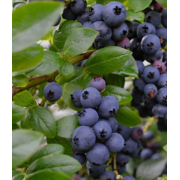 Голубика Джорма (р9)