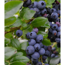 Голубика Джорма (р9) Голубика Джорма (р9)