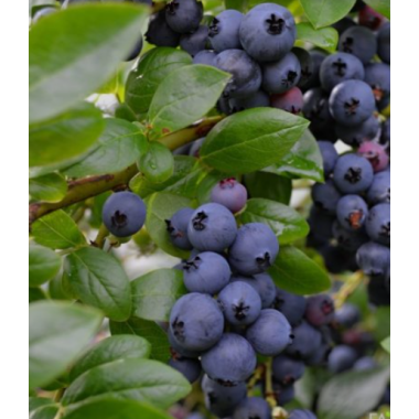 Голубика Джорма (р9)