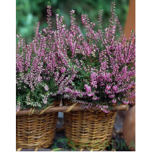 Вереск Хильда (р12) Вереск Хильда (р12)