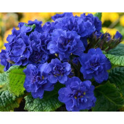 Примула Беларина Кобалт Блу