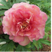 Пион Симпли Скрампшиоус, ИТО-гибрид, 3-5 почек