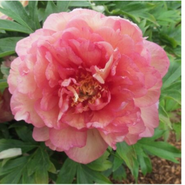 Пион Симпли Скрампшиоус, ИТО-гибрид, 3-5 почек