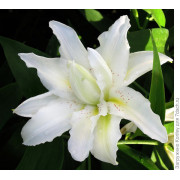 Луковица лилии Близзард (Восточные махровые)