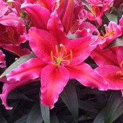 Луковица лилии Эмейзинг Грейс (Восточные гибриды)