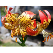 Луковица лилии Фьюжн (Редкие видовые)