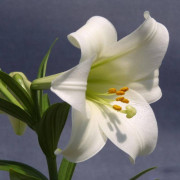 Луковица лилии Конкордия (Длинноцветковая)