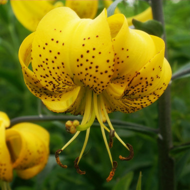 Луковица лилии Лейхтлина (Редкие видовые)